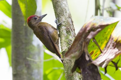 Smokey-brown Woodpecker - Tandayapa Lodge, Ecuador