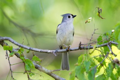 Tufted Titmouse1732