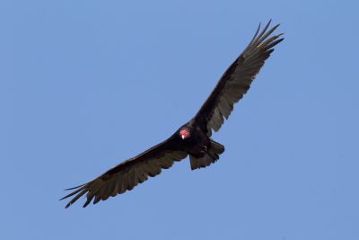 Turkey Vulture (In Flight)