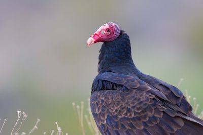 Turkey Vulture3