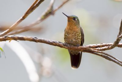 Tyrian Metaltail (Female).