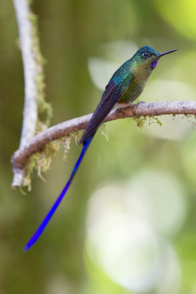 Violet-tailed Sylph (Male) - Tandayapa Lodge, Ecuador