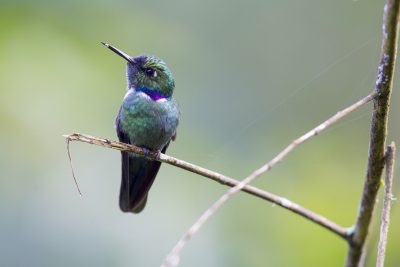 Wedge-billed Hummingbird - Paz De Aves (Ant Hill Pass), Ecuador.