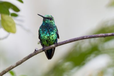 Western Emerald (Male) - Tandayapa Lodge, Ecuador.