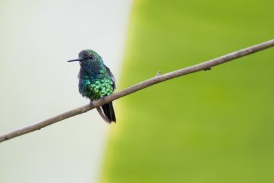 Western Emerald (Male) - Tandayapa Lodge, Ecuador3