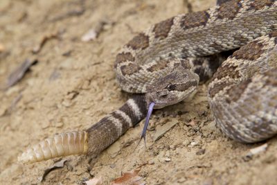 Western Rattlesnake (Close up)