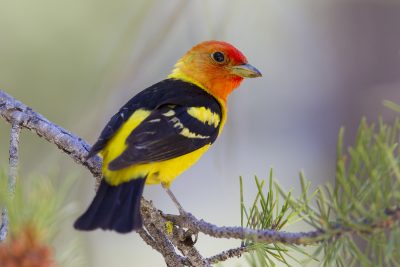 Western Tanager (Male) - Lassen Volcanic NP