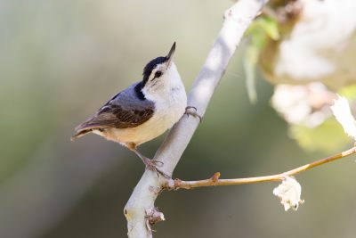 White-breasted Nuthatch1737