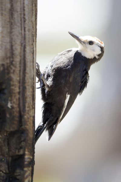 White-headed Woodpecker (Juv)