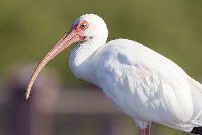 White Ibis (Profile)