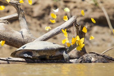 Yellow side necked Turtle