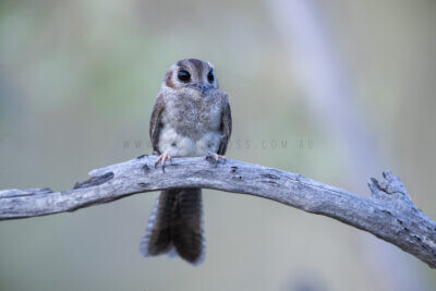 Australian Owlet Nightjar 1