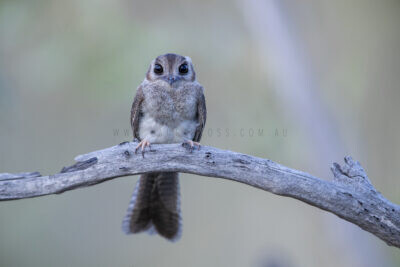 Australian Owlet Nightjar