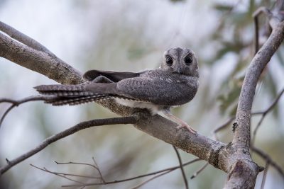 Australian Owlet Nightjar (Aegotheles cristatus)