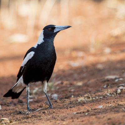 Woodswallows, Currawongs, Butcherbirds & Magpies