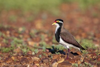 Banded Lapwing (Vanellus tricolor).1