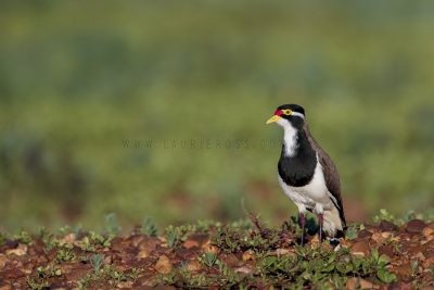 Banded Lapwing (Vanellus tricolor).3