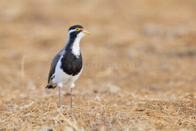 Banded Lapwing1