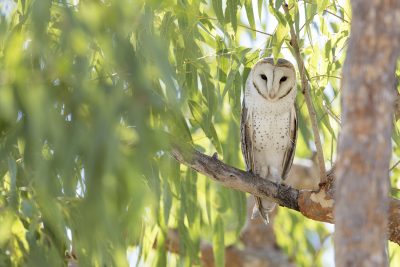 Barn Owl (Tyto alba delicatula) - TImber Creek, NT