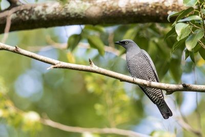 Barred Cuckoo-shrike (Coracina lineata lineata).2