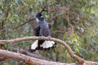 Baudin's Black-cockatoo - Male displaying1
