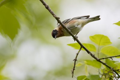Bay-breasted Warbler (Setophaga castanea)