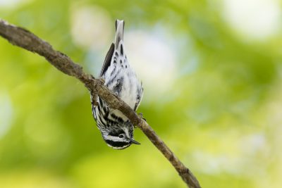 Black-and-white Warbler (Mniotilta varia)2