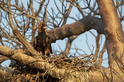 Black-breasted Buzzard - On Nest (Hamirostra melanosternon)