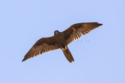 Black Falcon - In Flight