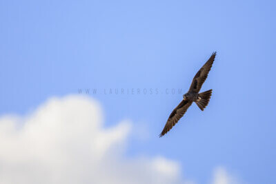 Black Falcon - In flight1