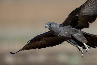 Black Falcon - Take off