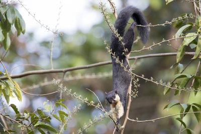 Black Giant Squirrel (Ratufa Bicolor)