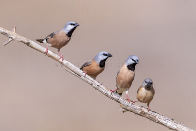 Black-throated Finch (Group)