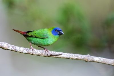 Blue-faced Parrot-finch