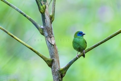 Blue-faced Parrot-finch - Habitat