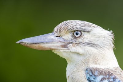 Blue-winged Kookaburra - Female Portrait (Dacelo leachii)