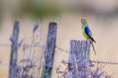 Blue-winged Parrot (Neophema chrysostoma).1