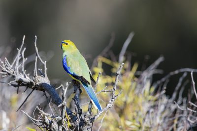 Blue-winged Parrot (Neophema chrysostoma)1