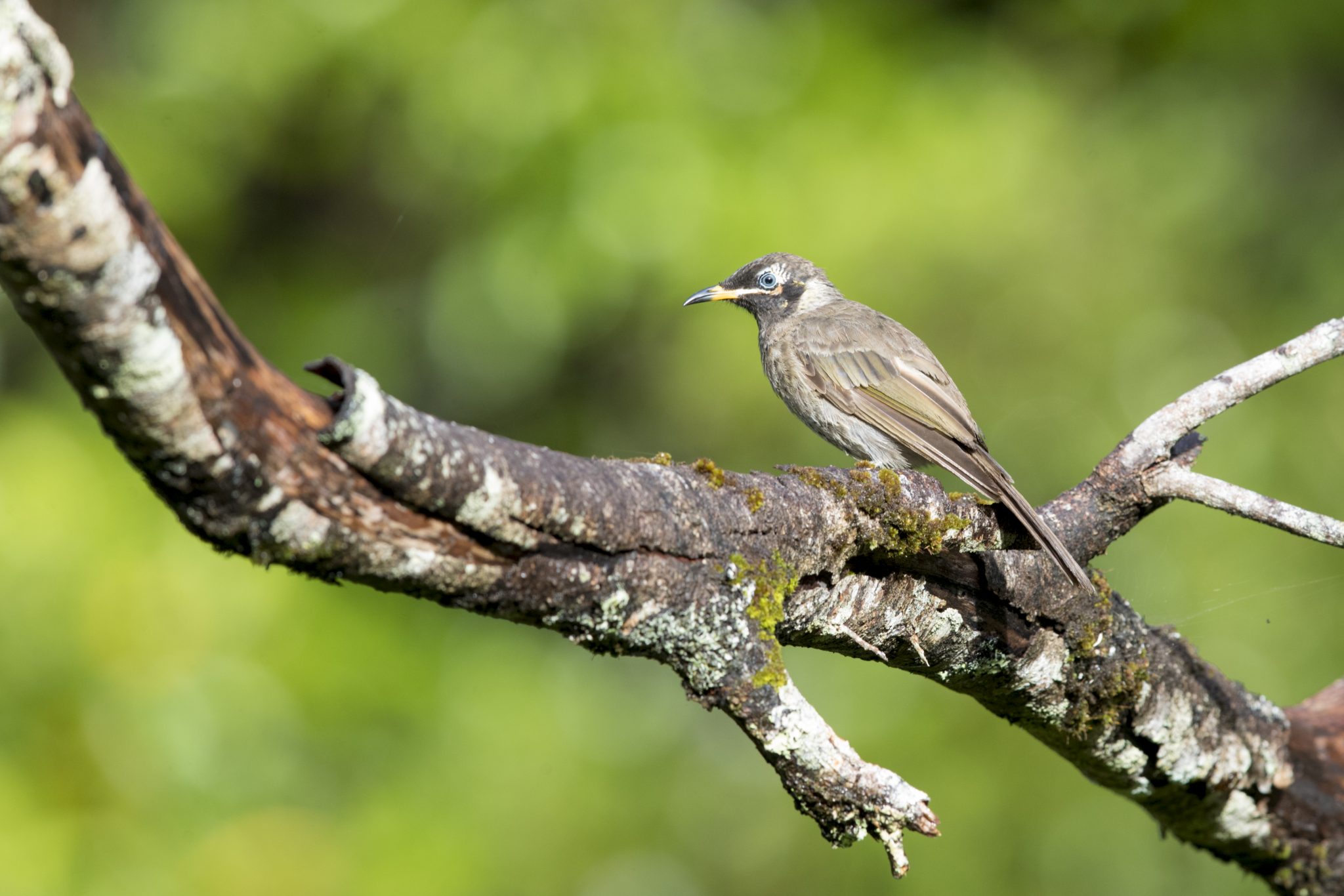 Bridled Honeyeater (Lichenostomus frenatus)
