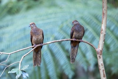 Brown Cuckoo-dove - Pair