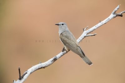 Brush Cuckoo (Cacomantis variolosus)1