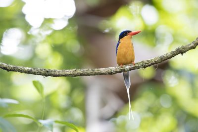 Buff-breasted Paradise-kingfisher - Frontal (Tanysiptera sylvia sylvia)