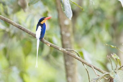Buff-breasted Paradise-kingfisher - Rear (Tanysiptera sylvia sylvia)