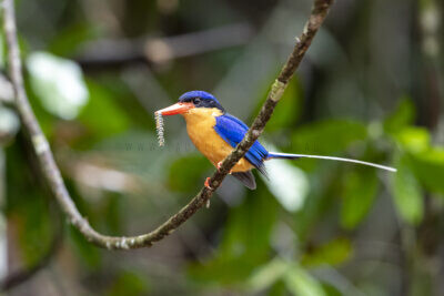 Buff-breasted Paradise-kingfisher3
