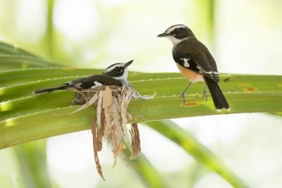 Buff-sided Robin's - Pair at Nest (Poecilodryas cerviniventris) - Timber Creek, NT