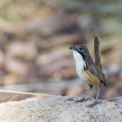 Fairy-wrens, Emu-wrens & Grasswrens