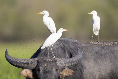 Cattle Egrets - On  Buffalo (Ardea ibis coromanda) - Yellow Waters, NT