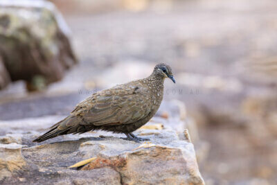 Chestnut-quilled Rock-pigeon