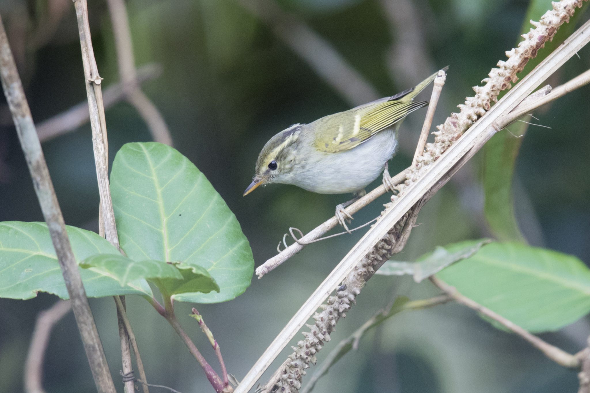 Claudia's Leaf Warbler (Phylloscopus claudiae)