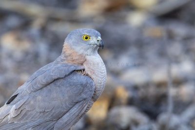 Collared Sparrowhawk - Portrait